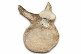 Fossil Plesiosaur (Thililua?) Sacral Vertebra - Asfla, Morocco #354429-1
